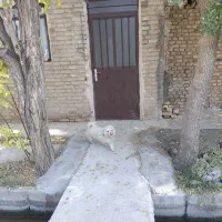 سوییت در مجاورت فضایی سبز و آرام