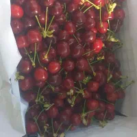 لوبیا بوجاری شده درجه یک
