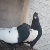 ۲ جفت کفتر رنگی|پرنده|آباده, |دیوار