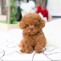 مرکز تخصصی پودل*توی و تاینی* پونک