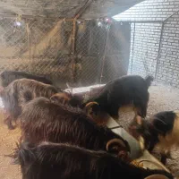 سلام شیش عدد بز