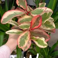 اقتصادی|فعالیت داوطلبانه|مشهد, حیدرآباد|دیوار