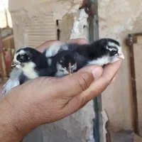 جوجه گلین لری پنگوئنی وطوسی