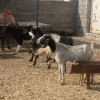 بز داشتی ابستن|حیوانات مزرعه|بهبهان, |دیوار