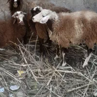 گوسفند داشتی وگوشتی پرواری