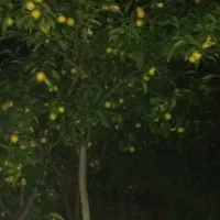 زمین مسکونی در طرح هادی ۲۳۰۰متر