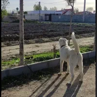 سگ آلابای نر