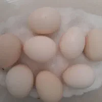 تخم مرغ اصل ایام سمانی