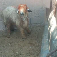 یک راس کوه تخمی|حیوانات مزرعه|اندیکا, |دیوار