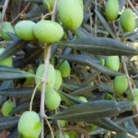 عرضه نهال زیتون خوشه ای درشت دیرگل|خدمات باغبانی و درختکاری|اقبالیه, |دیوار