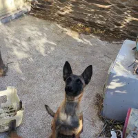 توله سگ مالینویز ماده|سگ|جیرفت, |دیوار