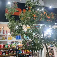 مغازه ۲ دهنه با طول ۶ متر|اجارهٔ مغازه و غرفه|شیراز, فخرآباد (دروازه کازرون)|دیوار