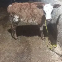 گوساله نرسیمینتال قرمز