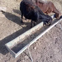 میش افشار