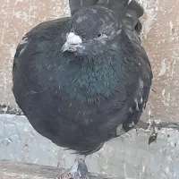 کفتر کبوتر|پرنده|تهران, خانی آباد نو شمالی|دیوار