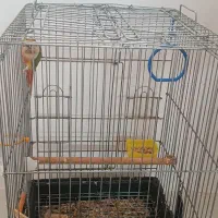 گرینچیک|پرنده|قم, باسکول|دیوار