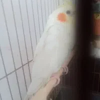 عروس هلندی لوتینو