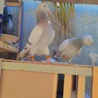 کفتر جفتی|پرنده|شیراز, کفترک|دیوار
