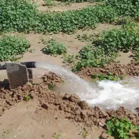 حفاری چاه به وسیله لوله زدن|خدمات باغبانی و درختکاری|بوشهر, |دیوار