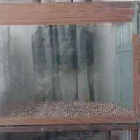 یک عدد اکواریم با شن های خوشکل