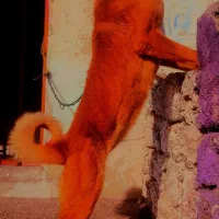 ماده‌سرابی‌۲ساله