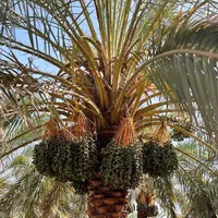 فروش ۵۰ هکتار نخلستان