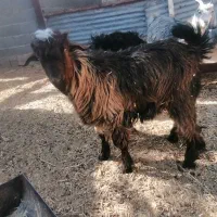 کهره نر ریز|حیوانات مزرعه|مرودشت, دولت آباد|دیوار