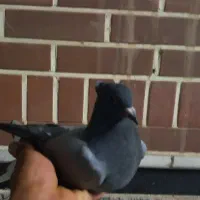 جوجه سبز دم سفید