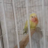 طوطی کوتوله