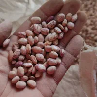 لوبیا چیتی بذر کوشا