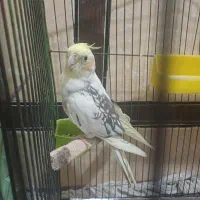 عروس هلندی سخنگو فول مواصفات