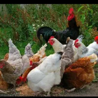 مرغ تخم گذار گلپایگان فوری