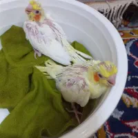 جوجه عروس هلندی لتیونو