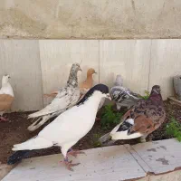 کفتر بوم کفتر شهرستان