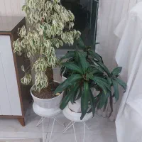 گل و گلدان سالم