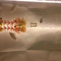 ماهی مولی و گوپی و زبرا