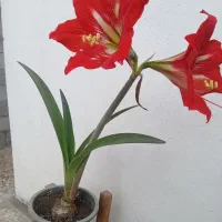 فروش پیاز آماریلیس