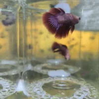 ماهی فایتر|ماهی|قزوین, |دیوار