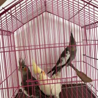 ۳عدد عروس هلندی ارمنی دستی