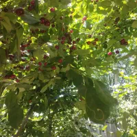 باغ چهار دیواری بهمراه بنا|فروش زمین و ملک کلنگی|احمدآبادمستوفی, |دیوار