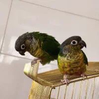 طوطی گرینچیک|پرنده|ایلام, |دیوار