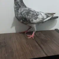 سرور