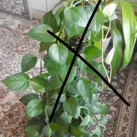 گل ذرتی شاداب|گل و گیاه طبیعی|شیراز, شهرک مهدی‌آباد|دیوار