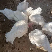 بوقلمون|حیوانات مزرعه|بیستون, |دیوار