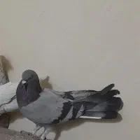 کبوتر اصفهانی