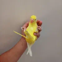 ملنگو ۶ماهه شاه تخم