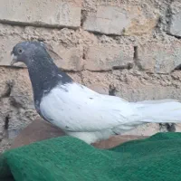 کله ای ماده