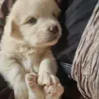 فروش 3 عدد توله سگ نژاد شیتزو