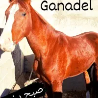 اسب نریان عرب خالص بافق شرایطی