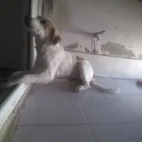 واگذاری رایگان نیست|سگ|پرند, فاز ۶|دیوار